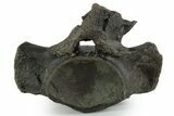 Fossil Mosasaur (Clidastes?) Cervical Vertebra - Texas #351225-3